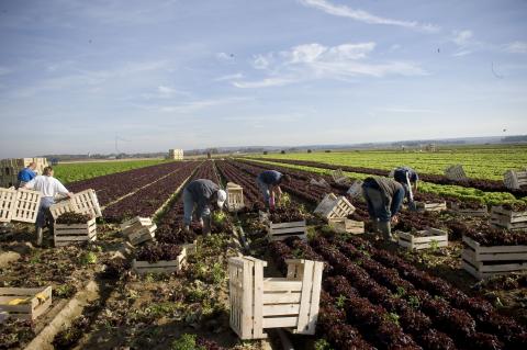 Ouvrier / Ouvrière agricole