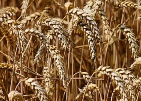 La ferme France cherche de nombreux talents