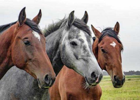 Métiers du cheval : pas facile de rester en selle !