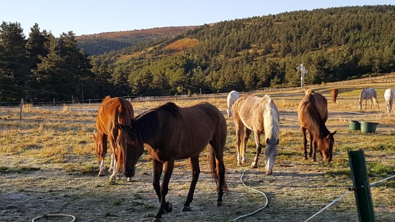 Eleveuse / Eleveur de chevaux