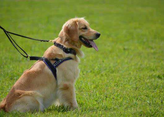 golden-retriever-2841285_1920_Pixabay.jpg