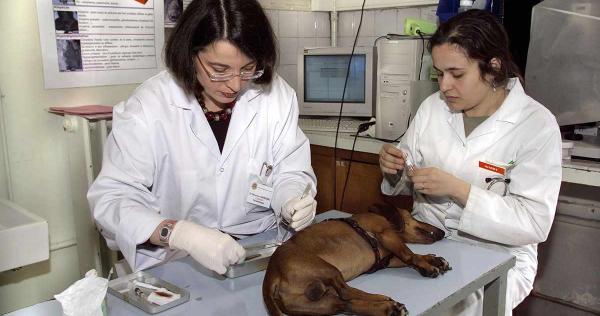 Veterinaire Metier Etudes Diplomes Salaire Formation Cidj